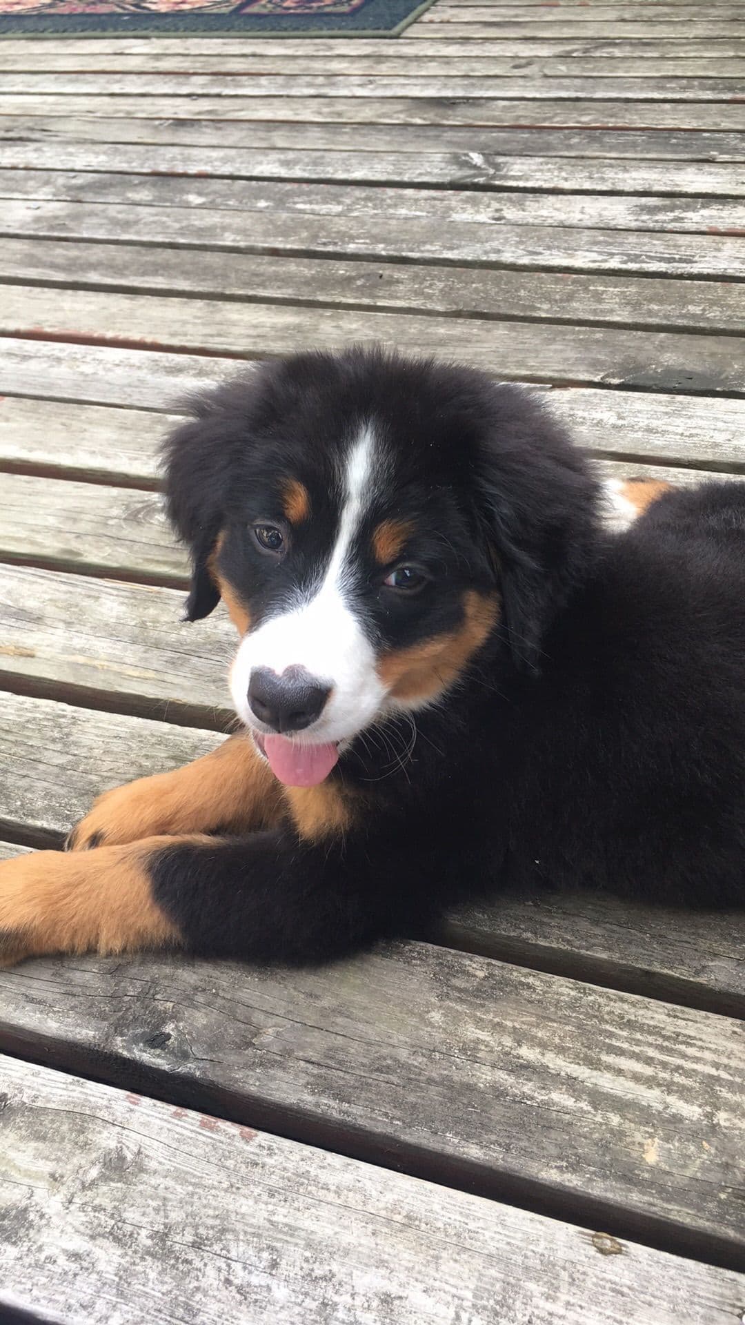 Bernese Mountain Dog Puppies breeder image 5