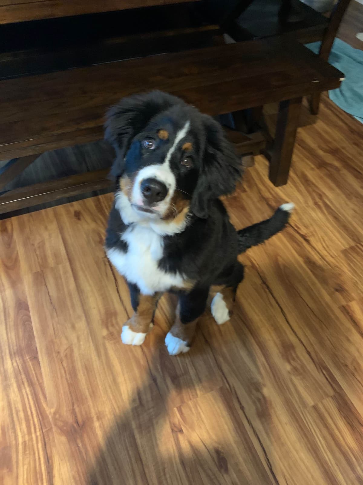 Bernese Mountain Dog Puppies breeder image 3
