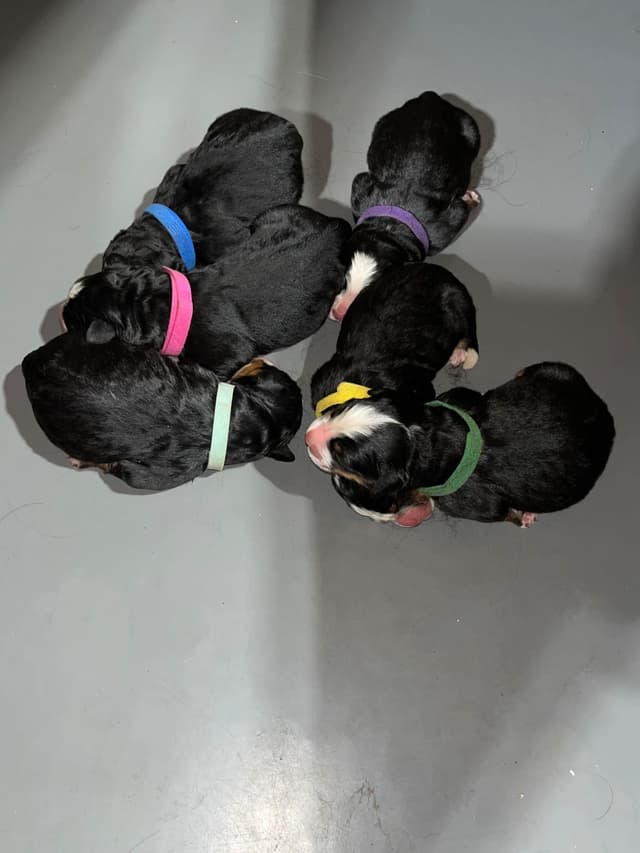 Bernese Mountain Dog Puppies media 12