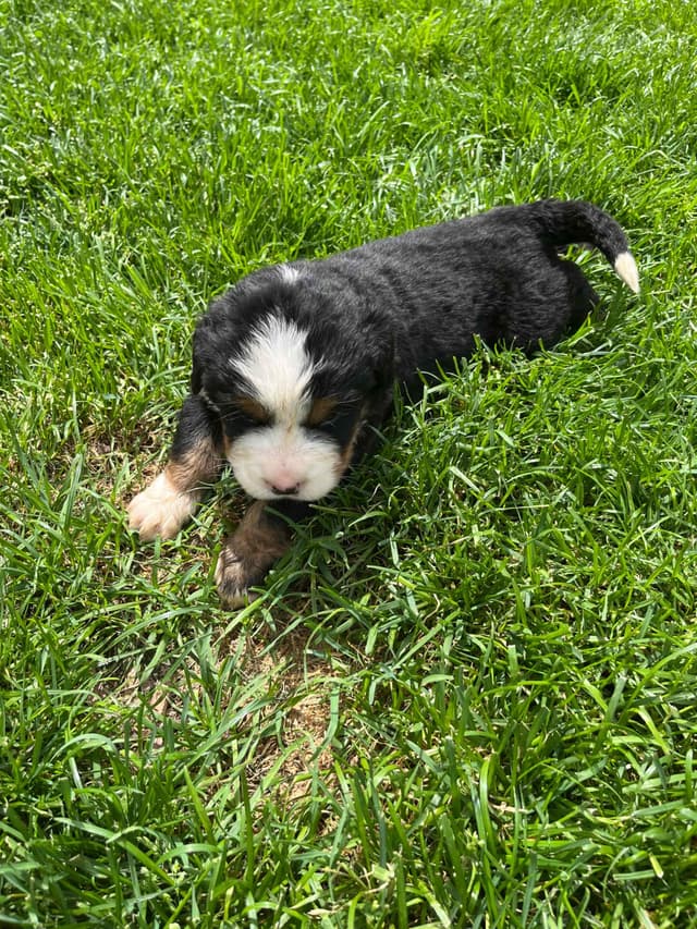 Bernese Mountain Dog Puppies media 10
