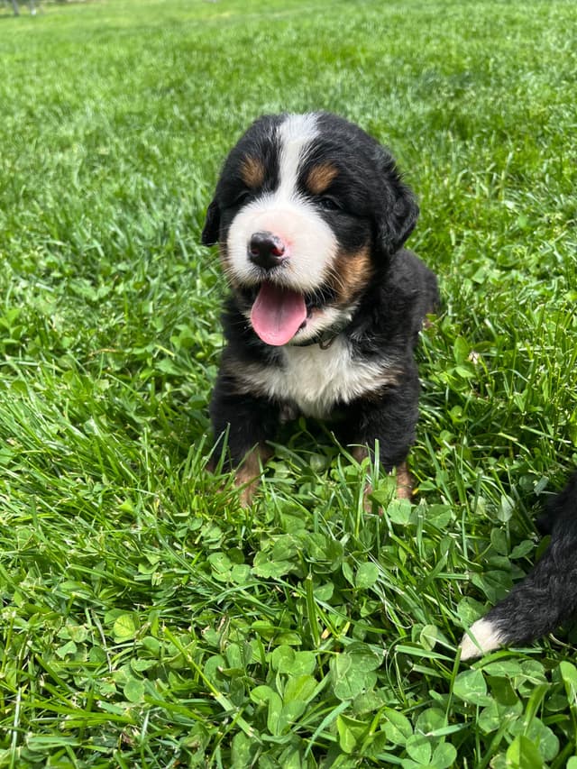 Bernese Mountain Dog Puppies media 9