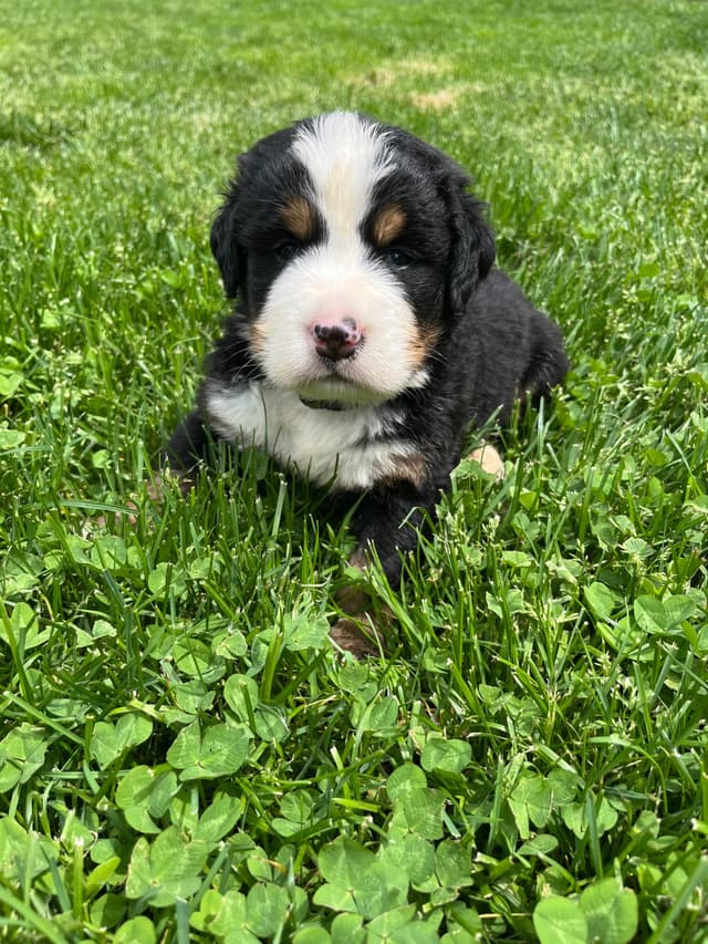 Bernese Mountain Dog Puppies media 11