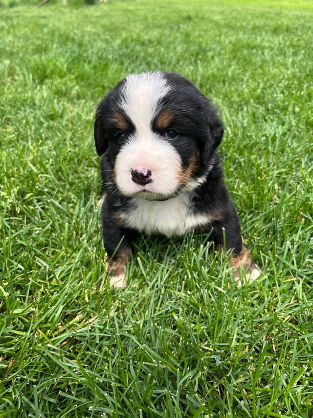 Bernese Mountain Dog Puppies media 6