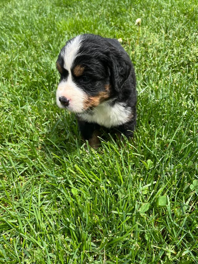 Bernese Mountain Dog Puppies media 7