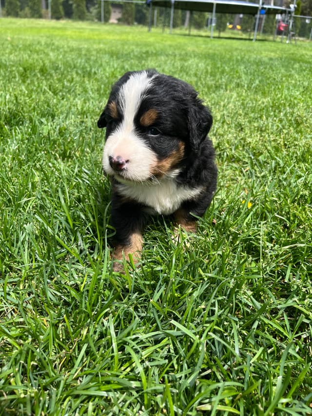 Bernese Mountain Dog Puppies media 8