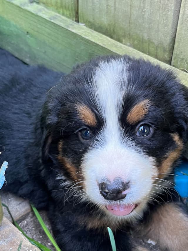 Bernese Mountain Dog Puppies media 4