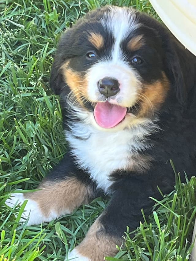 Bernese Mountain Dog Puppies media 2