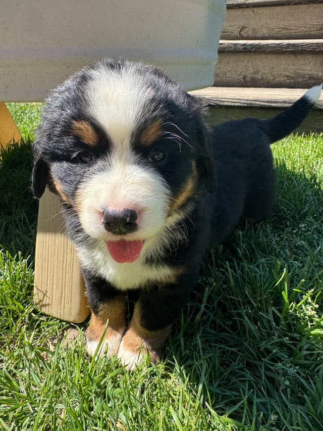 Bernese Mountain Dog Puppies media 5