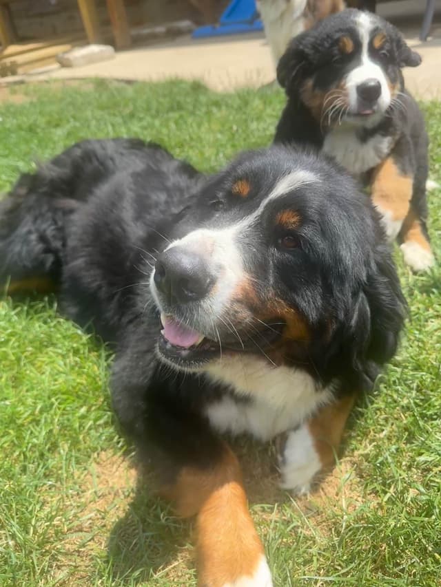 Bernese Mountain Dog Puppies media 3
