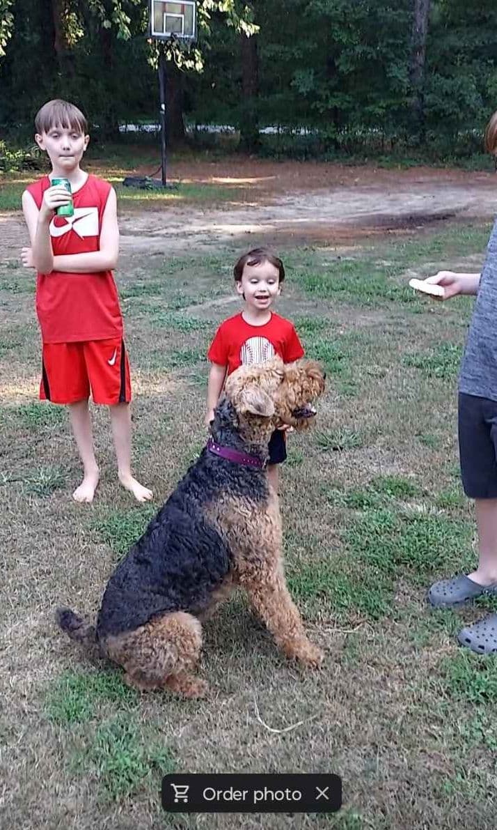 Airedale Terrier Puppies breeder image 3