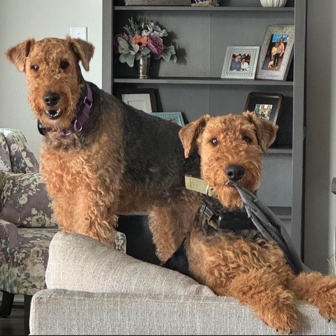 Airedale Terrier Puppies breeder image 5