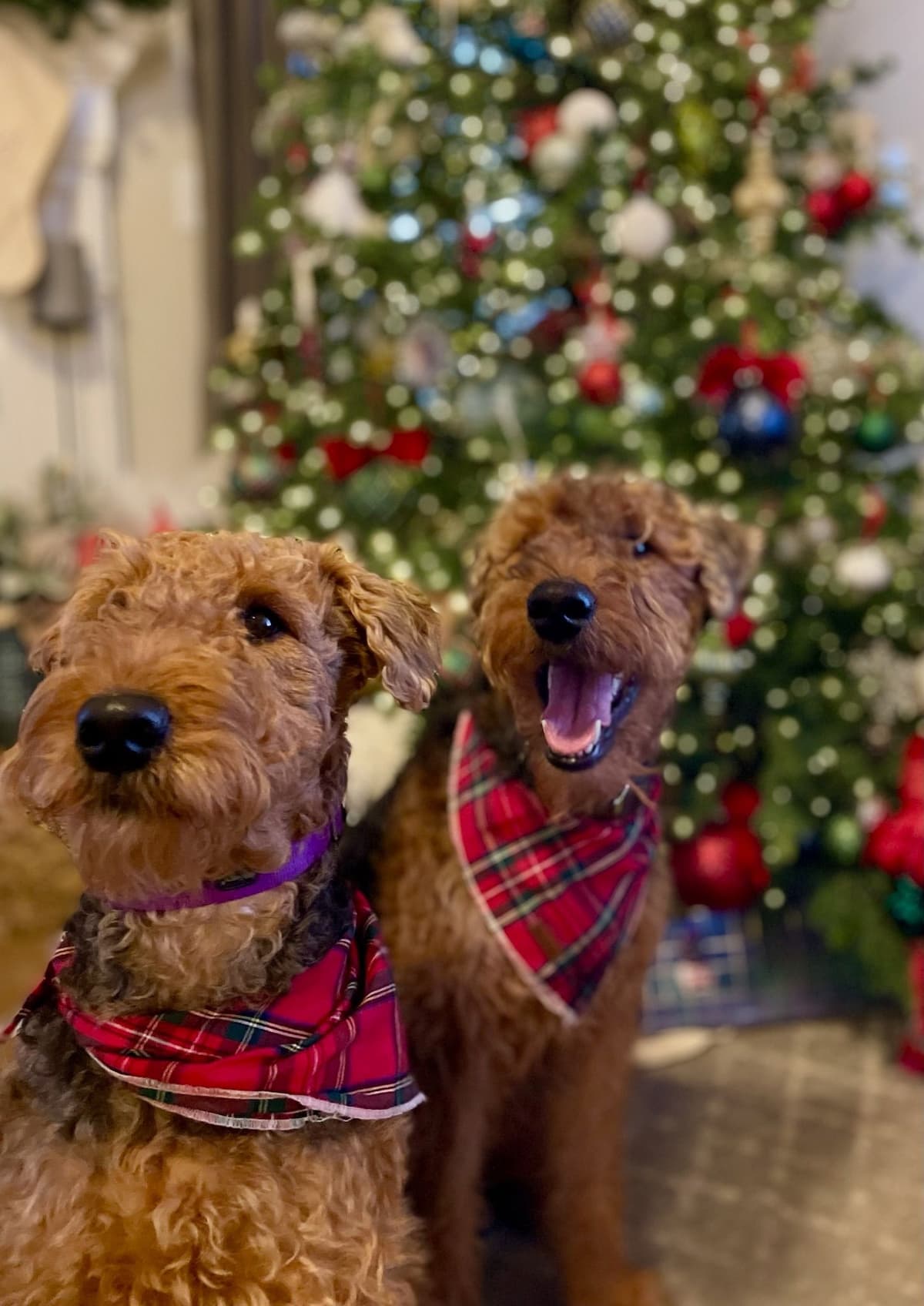 Airedale Terrier Puppies breeder image 4