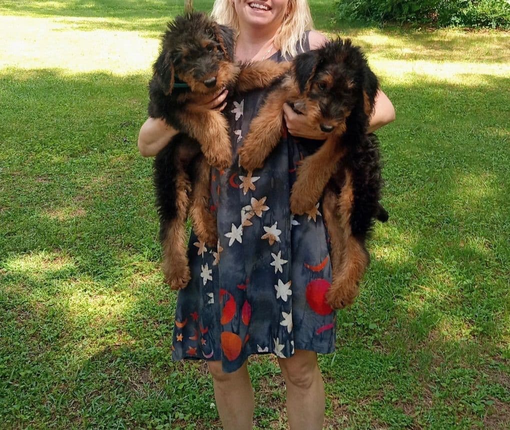 Airedale Terrier Puppies breeder image 2