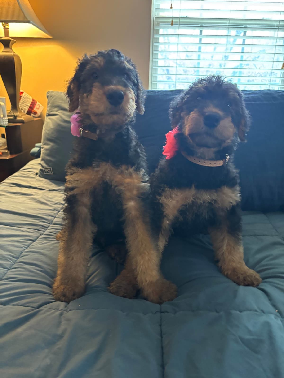 Airedale Terrier Puppies breeder image 1