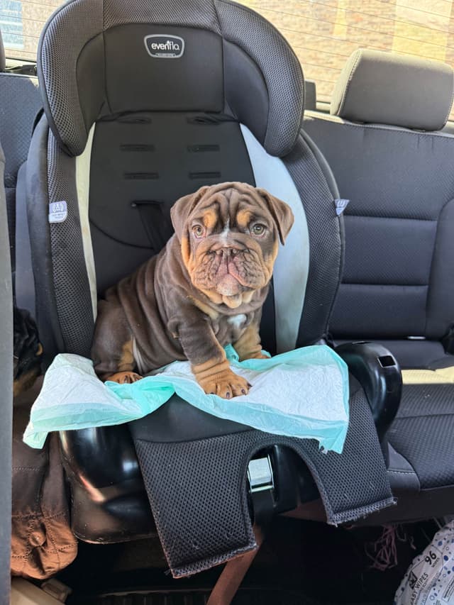 Bulldog Puppies media 2
