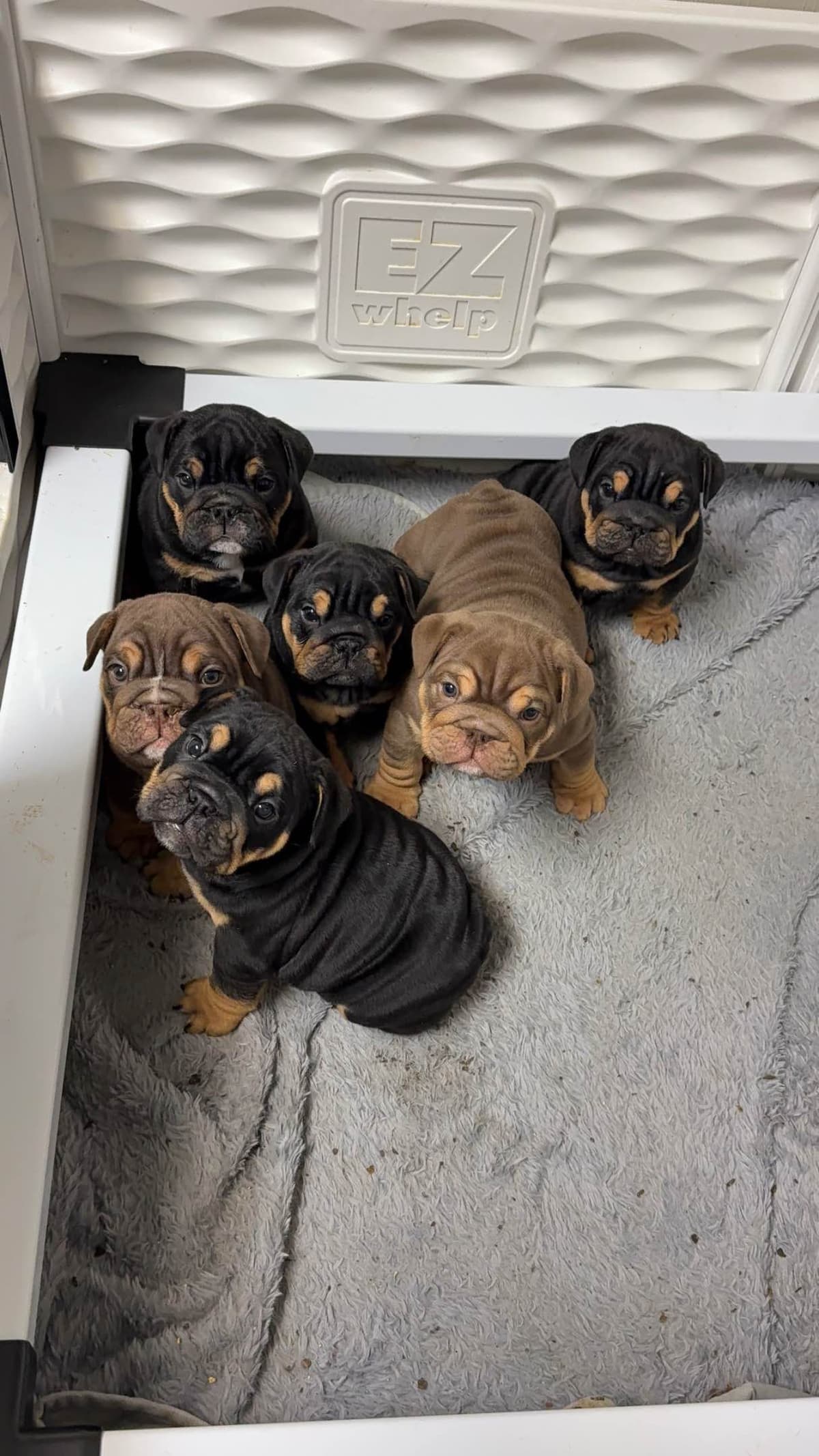 Bulldog Puppies breeder image 2