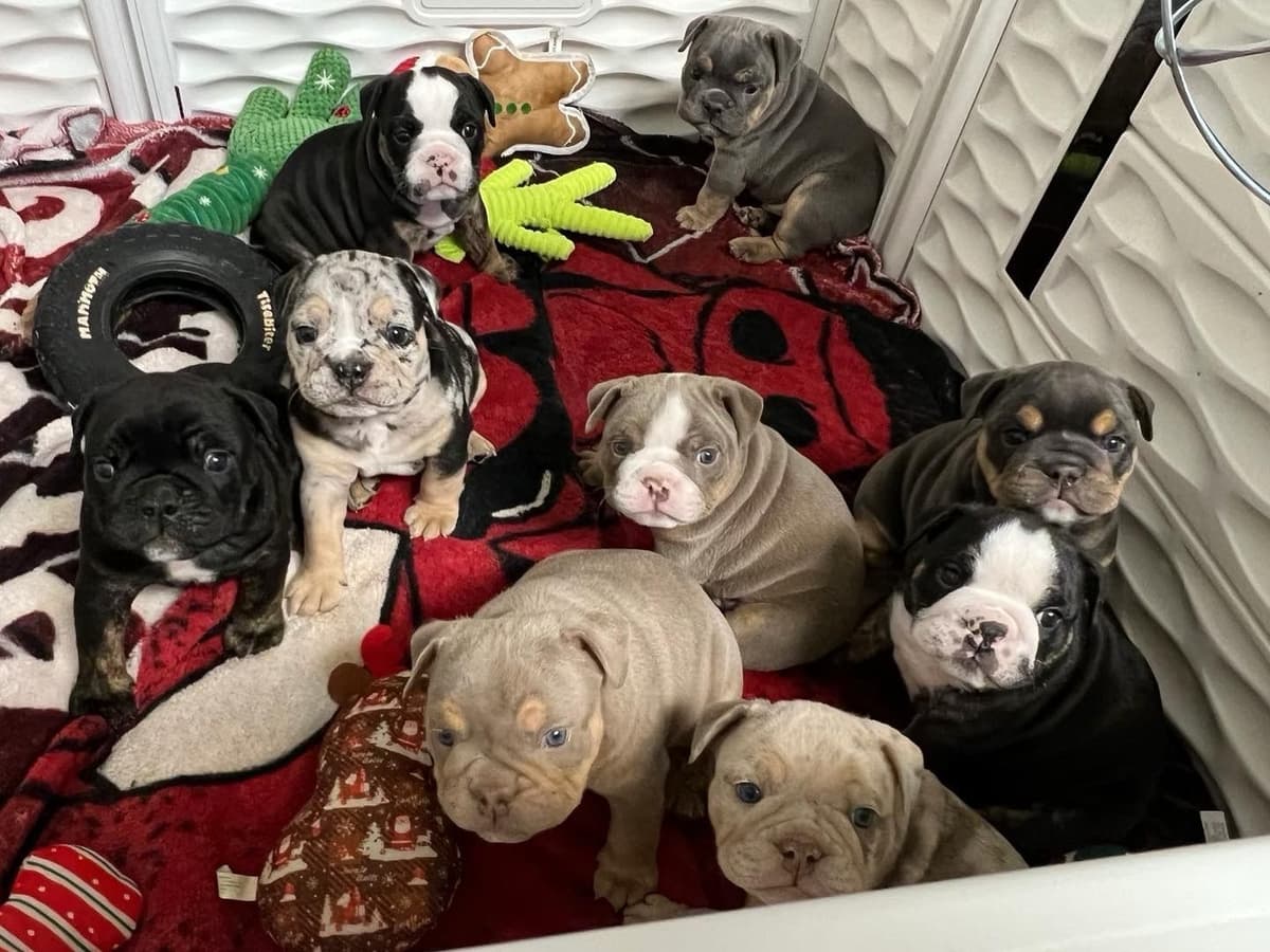 Bulldog Puppies breeder image 4