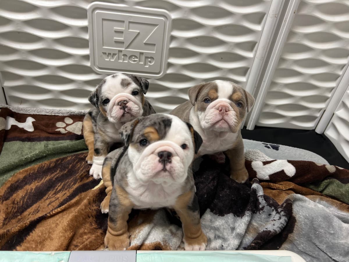 Bulldog Puppies breeder image 5