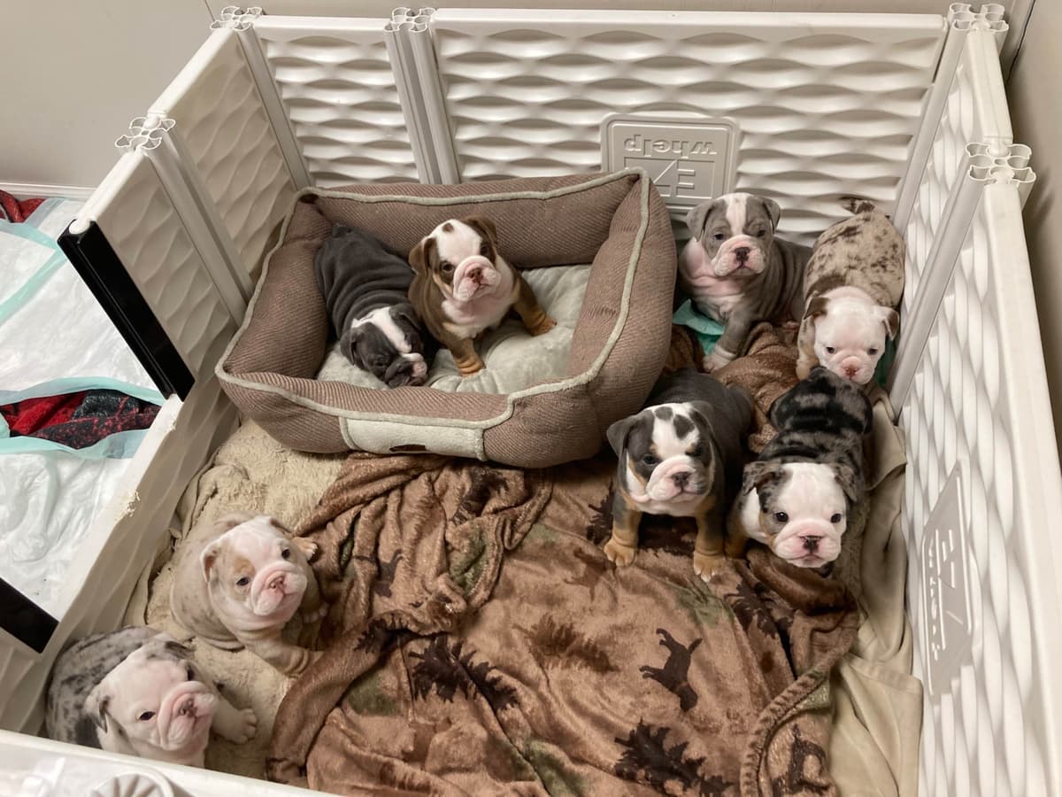 Bulldog Puppies breeder image 6