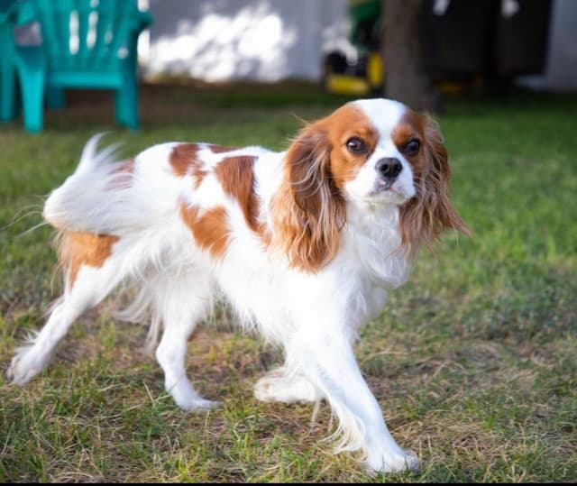 Cavalier King Charles Spaniel Puppies media 2