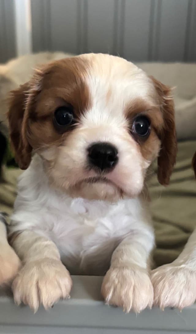 Cavalier King Charles Spaniel Puppies media 3