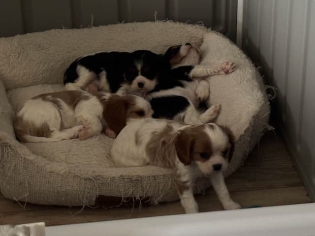 Cavalier King Charles Spaniel Puppies media 4