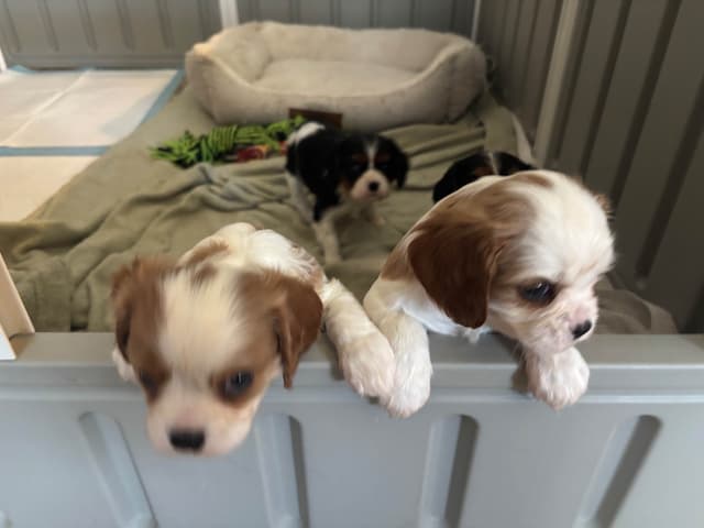 Cavalier King Charles Spaniel Puppies media 5