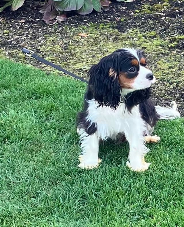 Cavalier King Charles Spaniel Puppies media 6