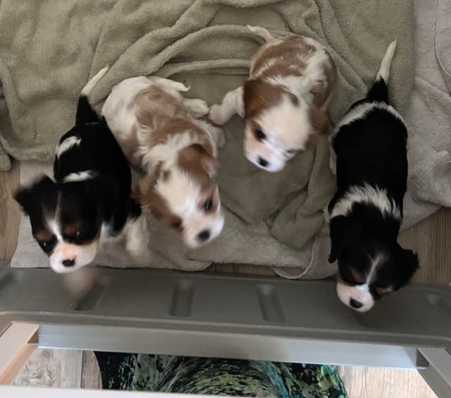 Cavalier King Charles Spaniel Puppies media 7