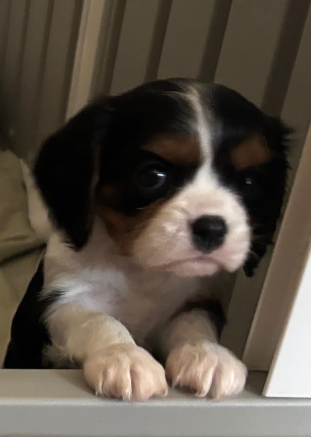 Cavalier King Charles Spaniel Puppies media 8