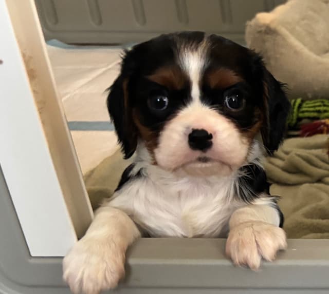 Cavalier King Charles Spaniel Puppies media 9
