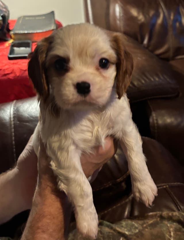 Cavalier King Charles Spaniel Puppies media 10