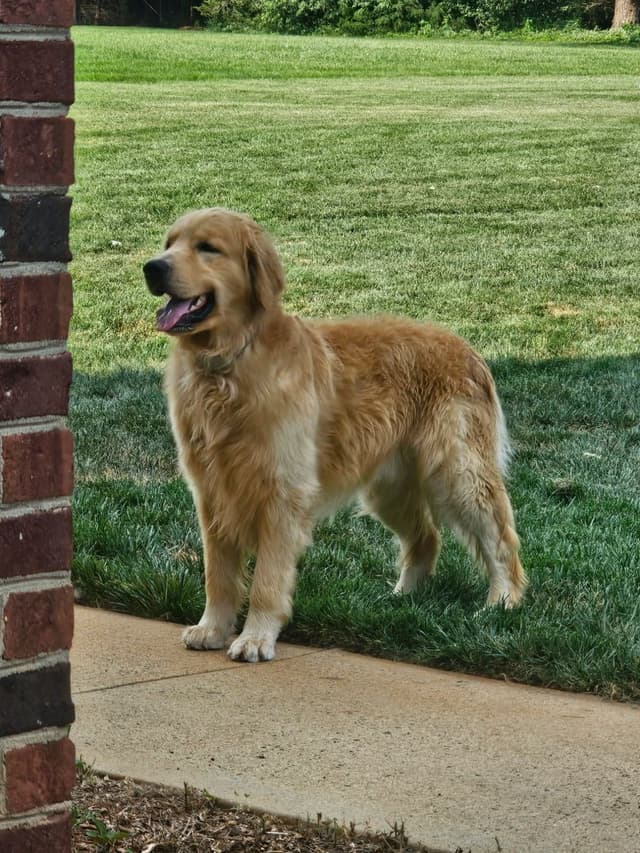 Golden Retriever Puppies media 3