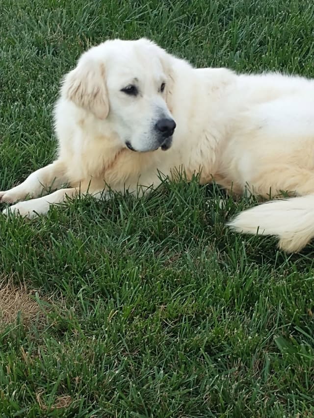 Golden Retriever Puppies media 4