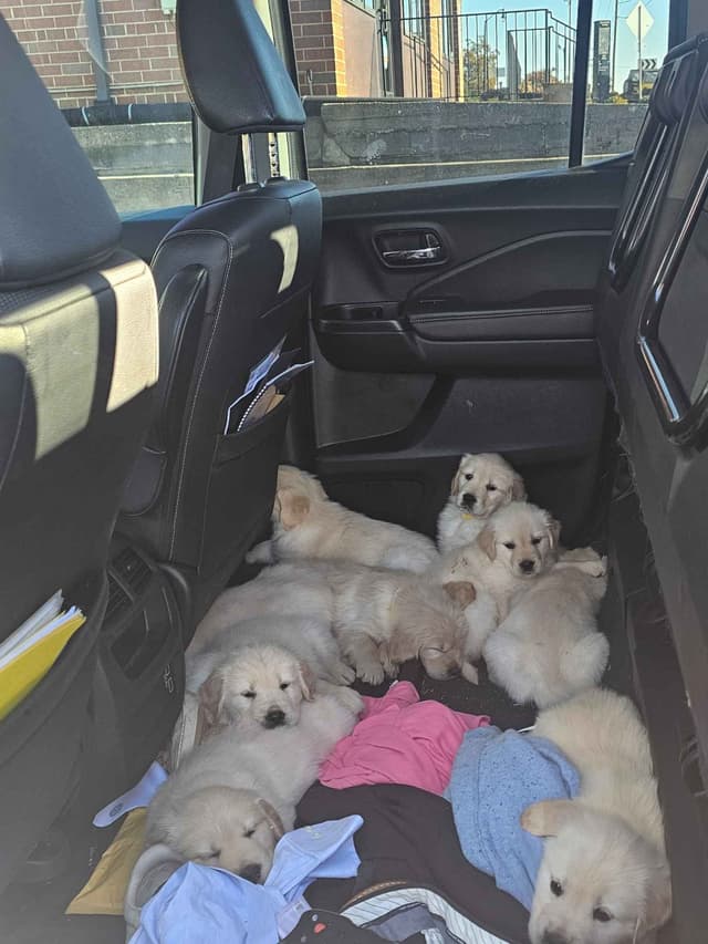 Golden Retriever Puppies media 5