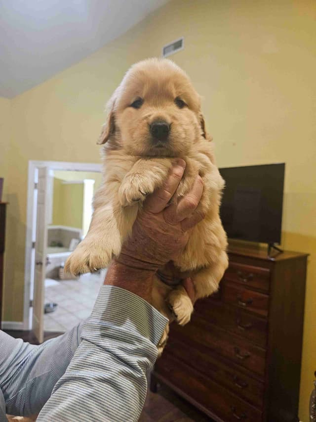 Golden Retriever Puppies media 6