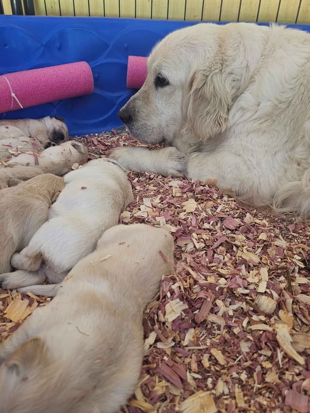 Golden Retriever Puppies media 7