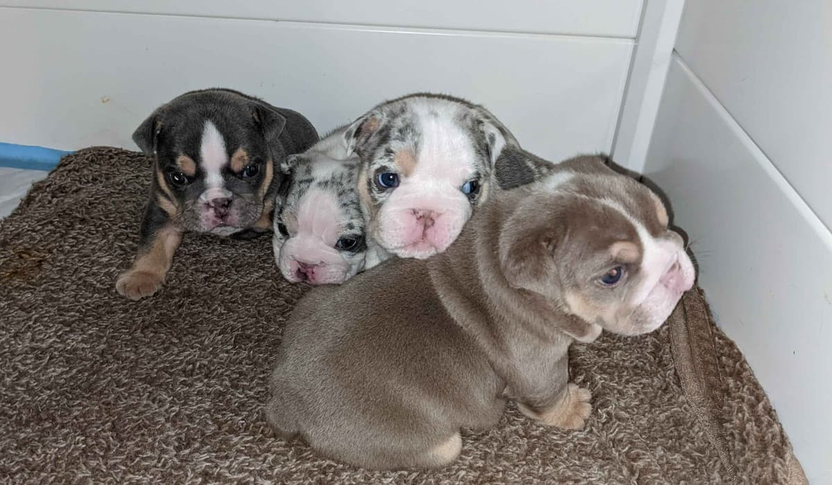 Bulldog Puppies with Health Guarantee breeder image 1