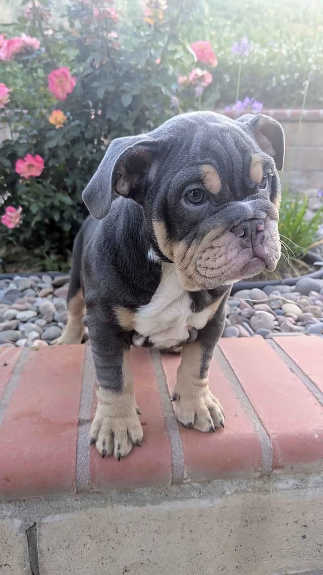 Bulldog Puppies with Health Guarantee media 2