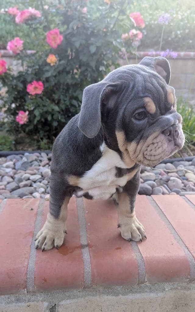 Bulldog Puppies with Health Guarantee media 3