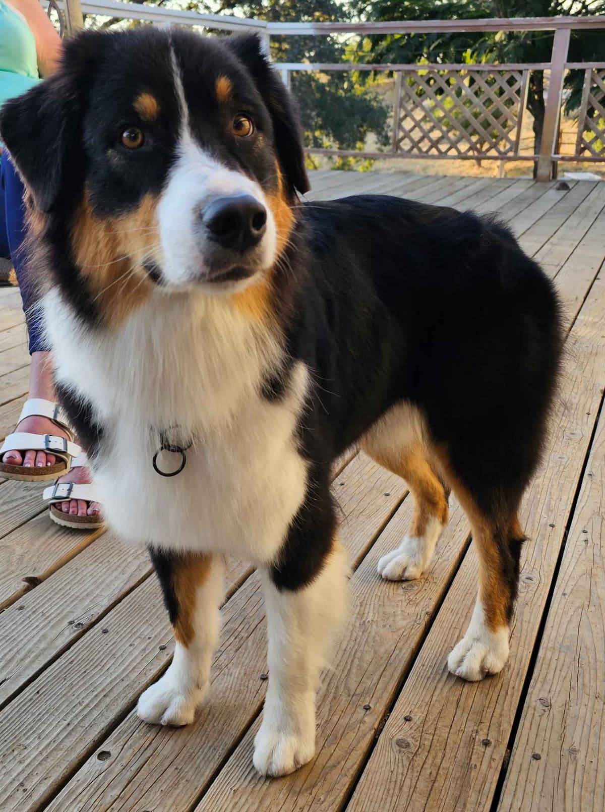 In-Home raised Australian Shepherd Puppies breeder image 1