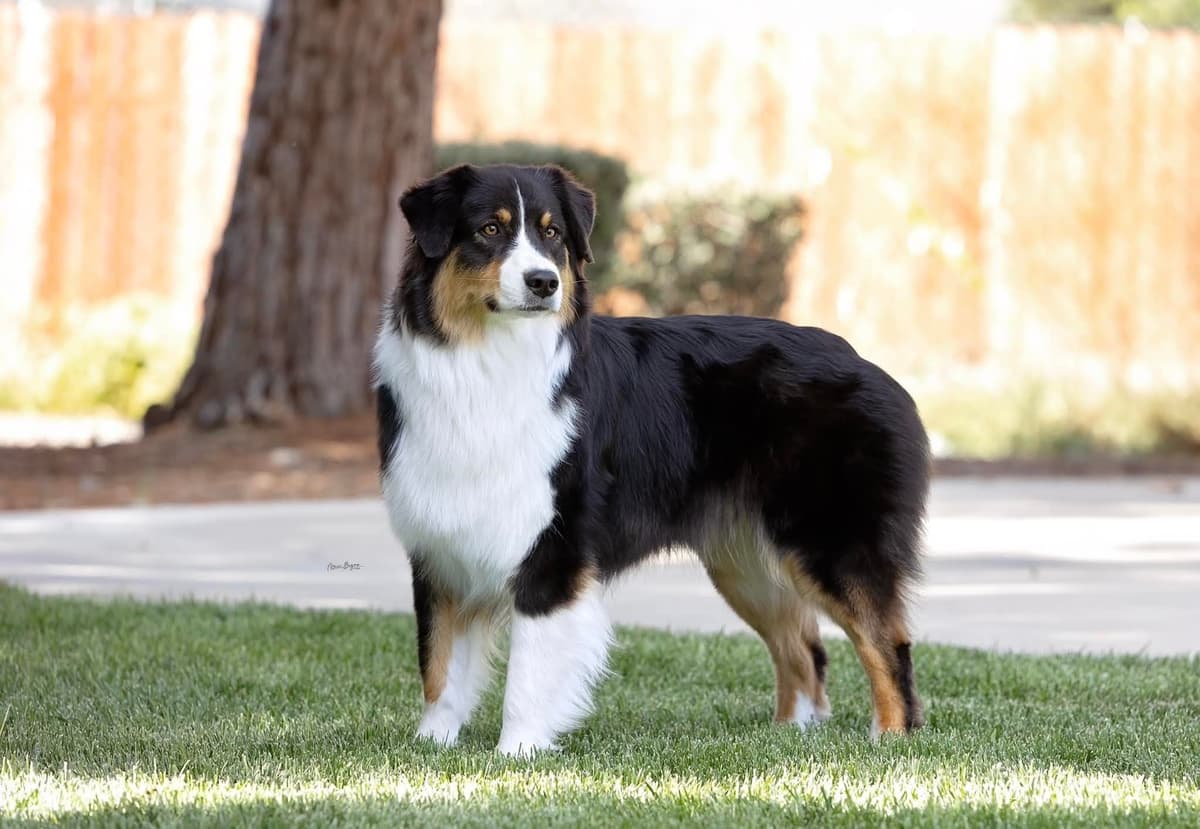 In-Home raised Australian Shepherd Puppies breeder image 2