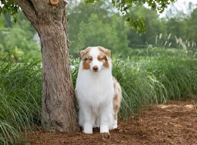 In-Home raised Australian Shepherd Puppies breeder image 3