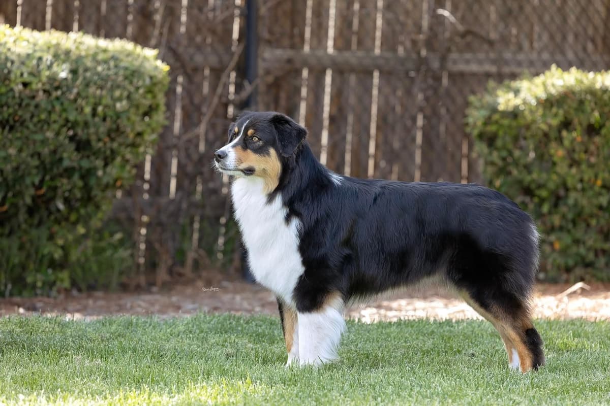 In-Home raised Australian Shepherd Puppies breeder image 5