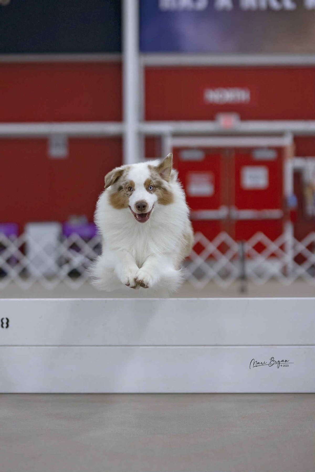In-Home raised Australian Shepherd Puppies breeder image 6