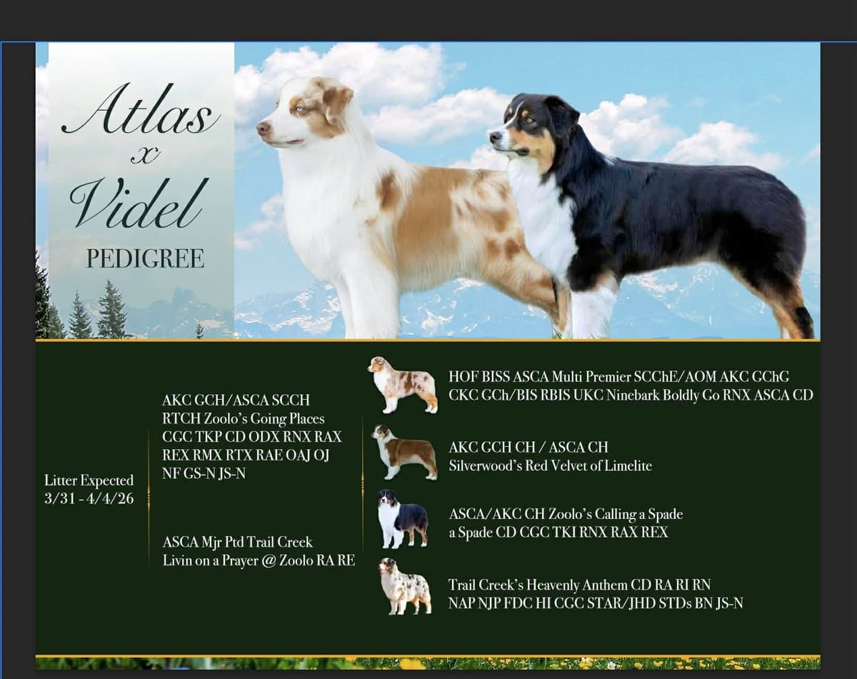 In-Home raised Australian Shepherd Puppies breeder image 8
