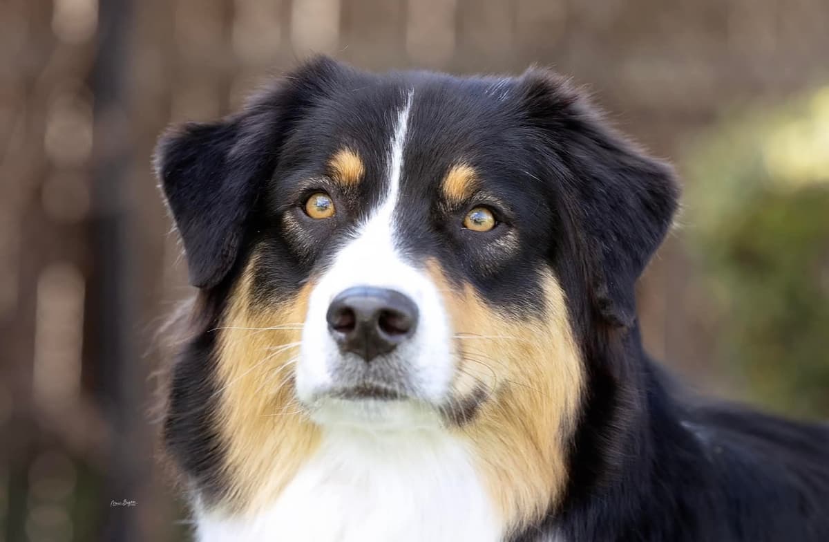 In-Home raised Australian Shepherd Puppies breeder image 9