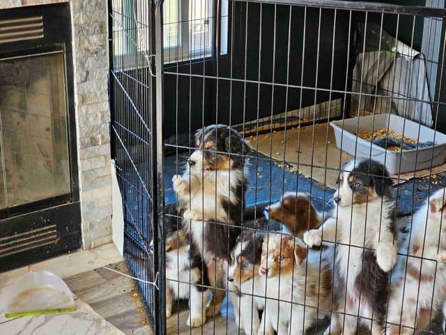 In-Home raised Australian Shepherd Puppies media 9