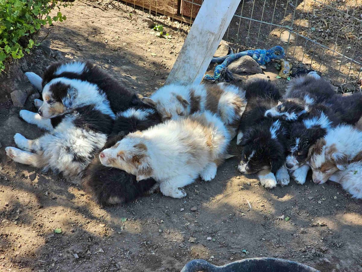 In-Home raised Australian Shepherd Puppies breeder image 11