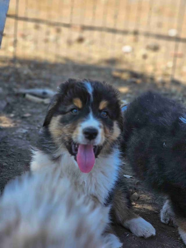 In-Home raised Australian Shepherd Puppies media 11